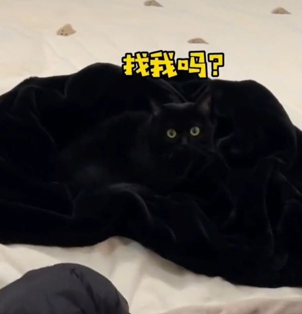 ▲黑貓淡定地坐在床上，一點隱藏自己的樣子都沒有。（圖／TiKTok：arrisa595）