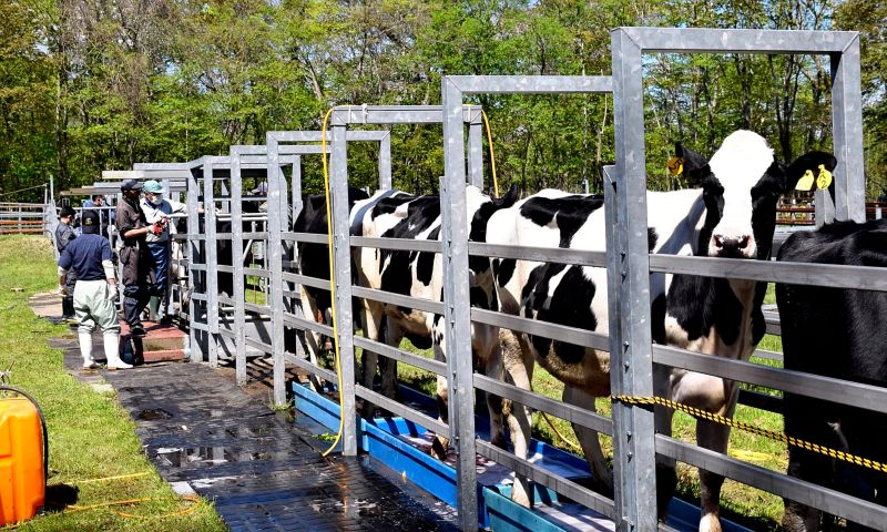 法國旱情嚴峻　下半年穀糧牛奶恐短缺