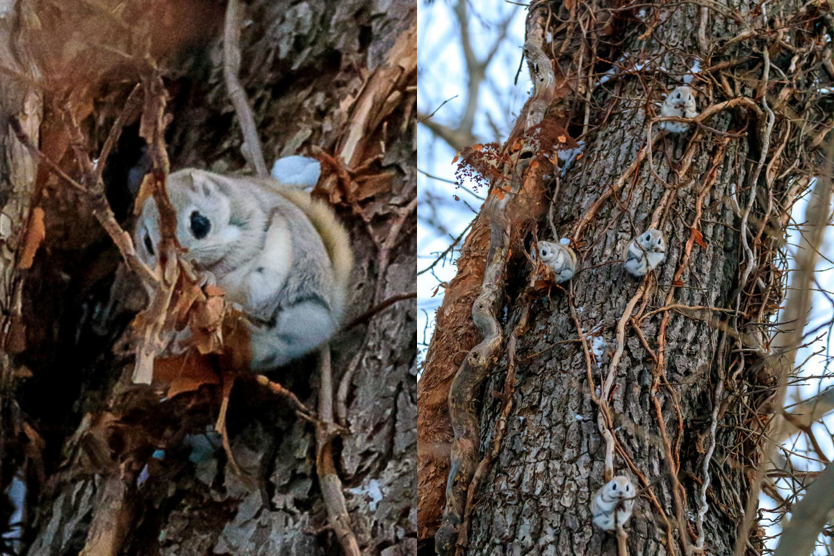 ▲日本北海道的樹上出現多團小毛球，一顆顆站在樹枝上的模樣，像極了森林小精靈！（圖／Twitter：hayakawa0622） 