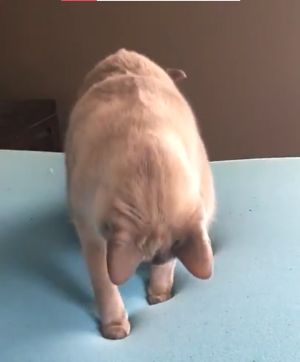 ▲貓咪踩一腳床墊。（圖／Youtube：mikebowers123）