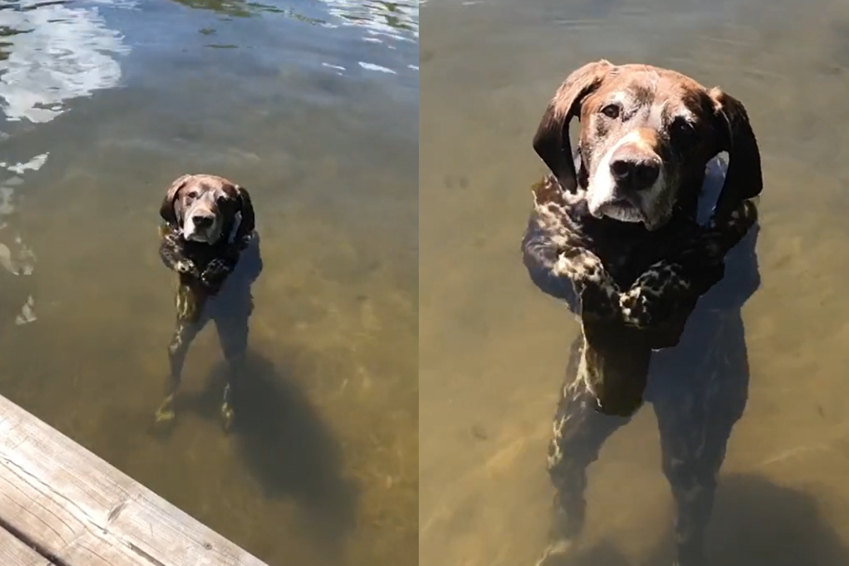 等主人等到不耐煩！狗在水中「臭臉成精」：好了沒？
