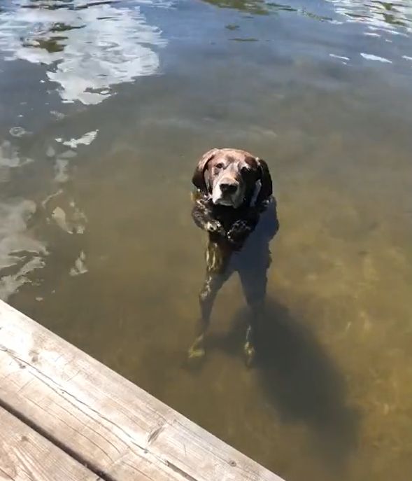▲狗狗像人一般站在水中，用力地瞪視主人！（圖／TiKTok：thatdogotto） 