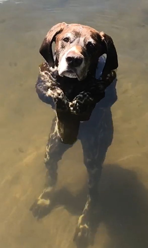 ▲因為水中折射的緣故，狗狗的身體看起來非比尋常。（圖／TiKTok：thatdogotto）