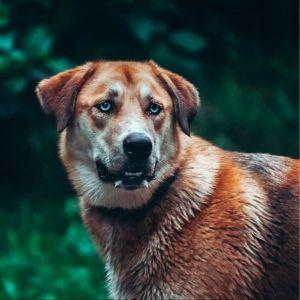 狗狗老愛「搞怪壓鼻子」!獸醫曝真實原因 媽一聽超傻眼 ▲里歐外表看似正經,其實內心是一隻相當有趣的狗狗。(圖/TikTok帳號bengalsmowglibagheera)