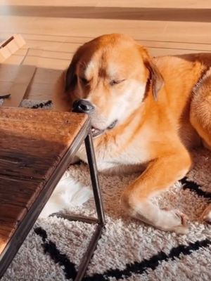 狗狗老愛「搞怪壓鼻子」!獸醫曝真實原因 媽一聽超傻眼 ▲克莉絲汀發現里歐常常「壓鼻子」。(圖/TikTok帳號bengalsmowglibagheera)