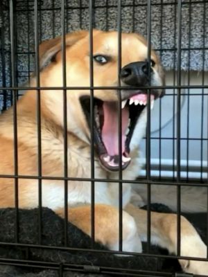 狗狗老愛「搞怪壓鼻子」!獸醫曝真實原因 媽一聽超傻眼 ▲里歐:本汪是天生諧星啦!(圖/TikTok帳號bengalsmowglibagheera)