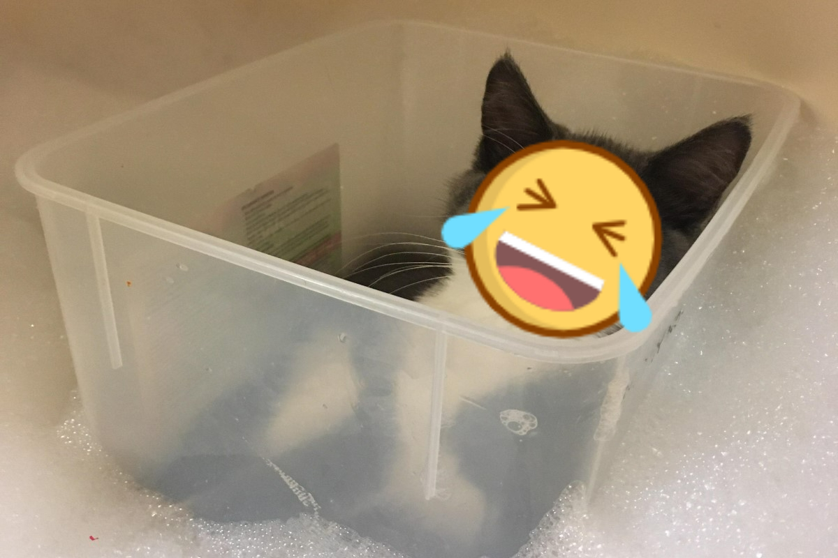 ▲國外一隻貓咪堅持進浴室陪飼主「泡澡」，但方式相當特別。（圖／Reddit帳號aquickcupofcoffee）