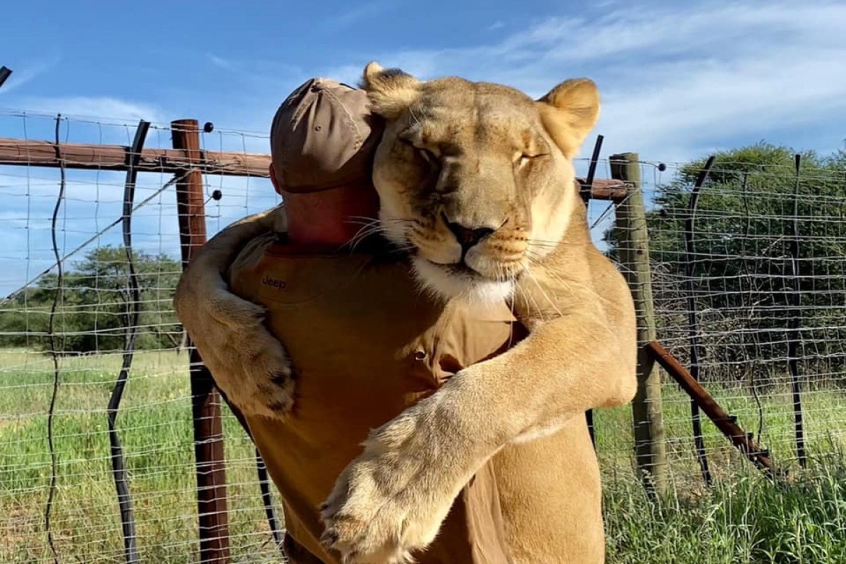 ▲母獅「Sirga」與人類爸爸瓦倫丁感情很要好，只要看到他都要討抱抱！（圖／臉書帳號Sirga The Lioness）