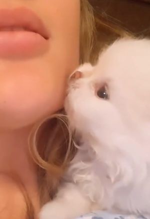 小白狗:???怎麼一點反應都沒有!(圖/TiKTok:mellotheteacup ) ▲小白狗:???怎麼一點反應都沒有!(圖/TiKTok:mellotheteacup )