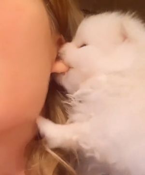 小白狗:下巴不痛?那我換咬耳朵!(圖/TiKTok:mellotheteacup ) ▲小白狗:下巴不痛?那我換咬耳朵!(圖/TiKTok:mellotheteacup )