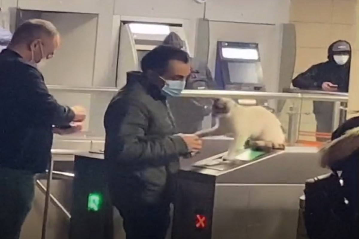 ▲土耳其一名男子準備進入地鐵刷卡時，被坐在上頭的貓咪抓了一把！（圖／TikTok帳號bulut.osmann）