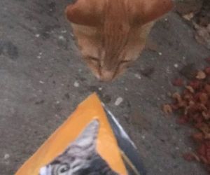 ▲橘貓似乎不是很滿意乾乾，只聞了一下又溜回車底（圖／IG@flatbushcats）