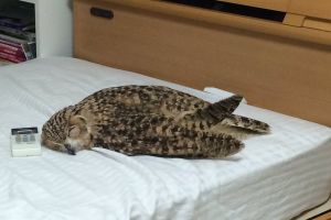 ▲房間開了冷氣之後，我的貓頭鷹就攤成這樣睡著了！（圖／twitter@asppp_tan）