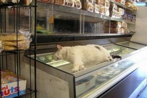 ▲貓咪：偶正在沉思等一下要吃哪一款冰淇淋……（圖／Animal Planet）