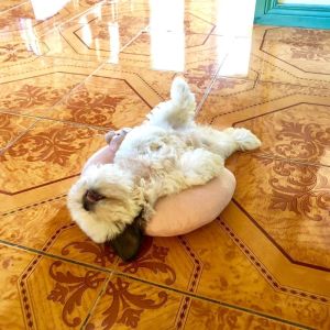 ▲Panningning即使已經長大依然喜歡仰躺著睡，看起來更豪邁了呢！（圖／IG@therealpaningning）