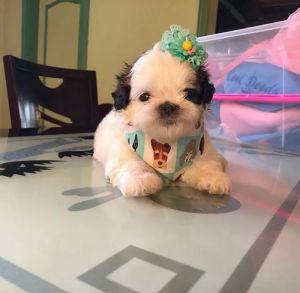 ▲其實Panningning正臉也是hen可愛的喔！（圖／IG@therealpaningning）