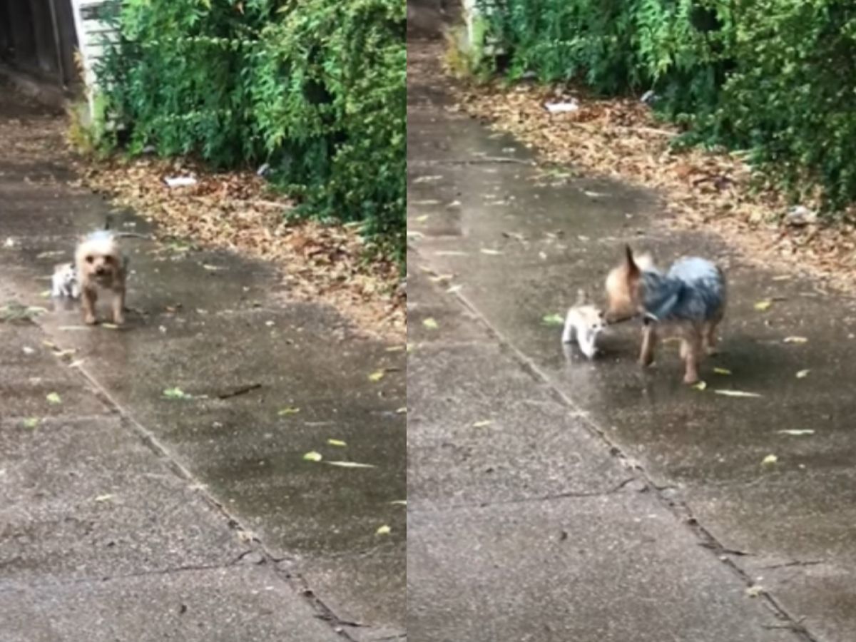 約克夏在雨中遇見流浪小奶貓　霸氣決定：我帶你回家！
