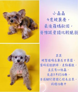 羅志祥告訴老外聖誕心願!羅家五百隻流浪貓狗生活曝 ▲ 奇奇也是被非法繁殖場拋棄的狗狗,剛獲救時牠的腳掌還被捕獸器夾斷。(圖/宜家宜犬狗狗幼稚園)