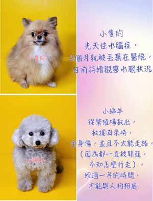 羅志祥告訴老外聖誕心願!羅家五百隻流浪貓狗生活曝 ▲ 小綿羊出身非法繁殖場,現在牠過著幸福快樂的生活。 (圖/宜家宜犬狗狗幼稚園)