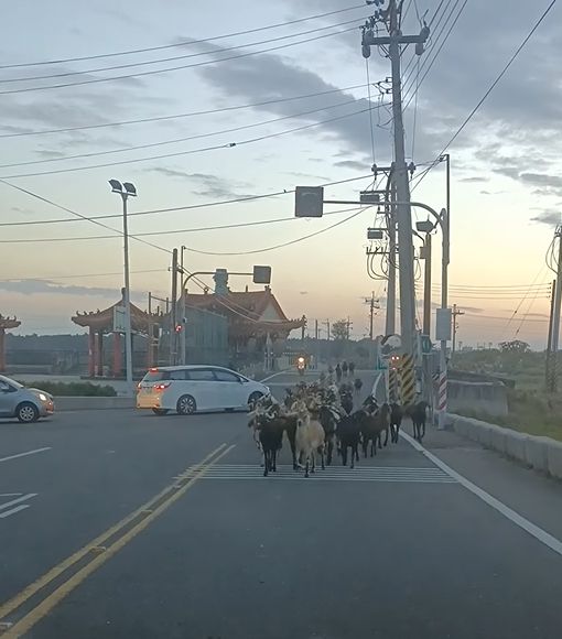 ▲車主行經雲林縣口湖鄉某段路時,前方馬路竟跑出一整群羊。(圖/臉書社團《爆廢公社二館》)