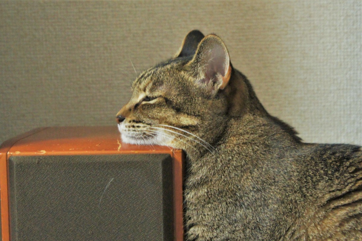 很懂用!貓咪在這「饋下巴」打盹 飼主笑:高度真剛好