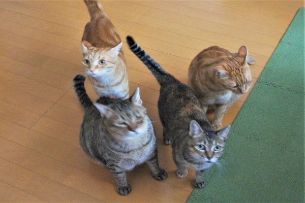 ▲推主養了貓咪一家人,其中右下角的虎斑貓是媽媽「艾比」。(圖/推特帳號edamomo22)