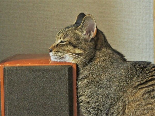 ▲這天推主發現艾比將下巴饋在某物上……(圖/推特帳號edamomo22)