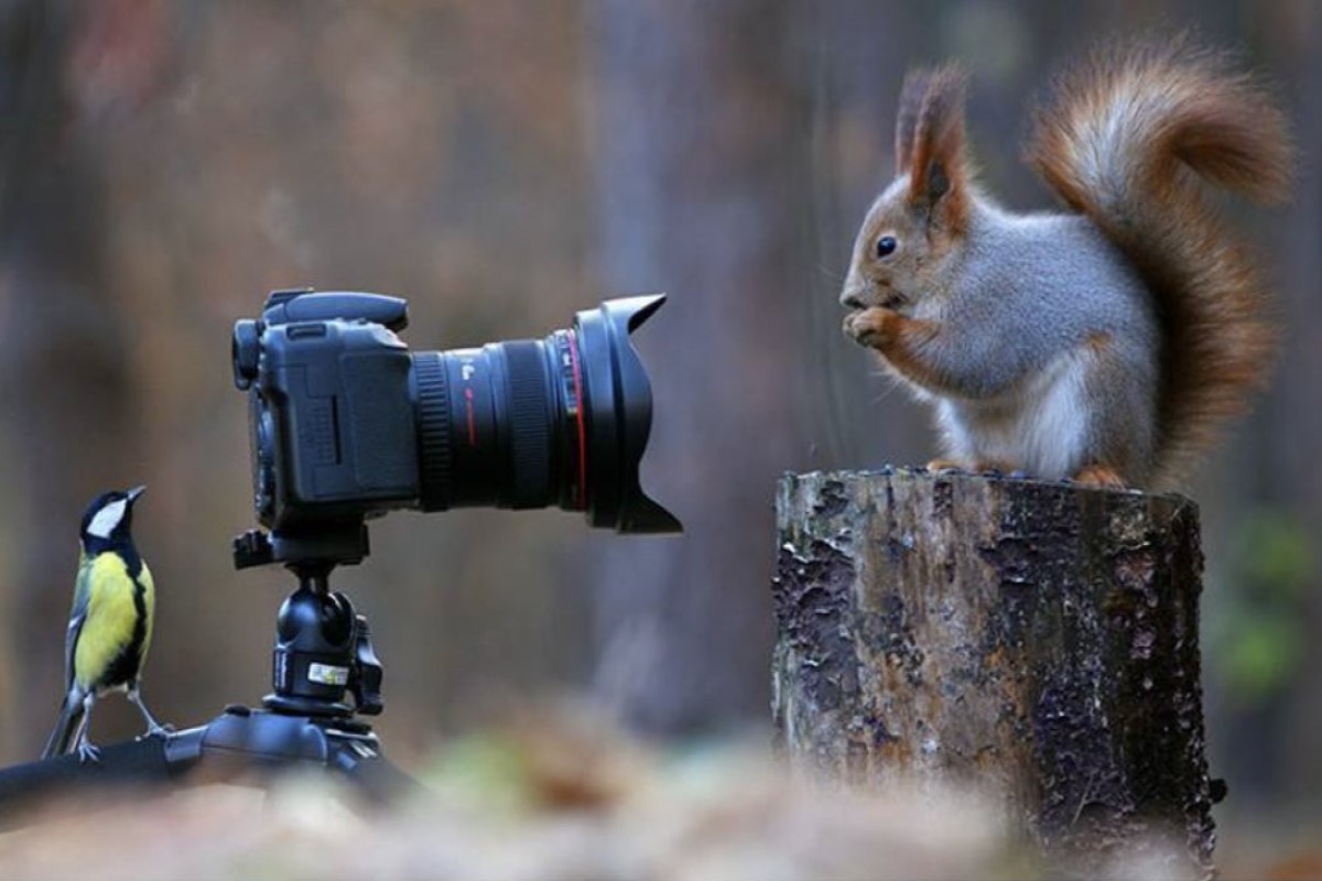 ▲俄羅斯攝影師捕捉到松鼠與藍山雀互相「拍照」的畫面，相當有趣！（圖／推特帳號tyomateee2）