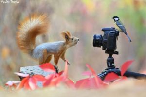 ▲攝影師瓦丁姆很喜歡拍攝森林裡的小動物，尤其是松鼠與小鳥的互動。（圖／推特帳號tyomateee2）