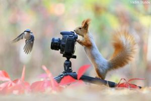 ▲瓦丁姆將食物放在相機的前後方，吸引松鼠與藍山雀靠近。（圖／推特帳號tyomateee2）