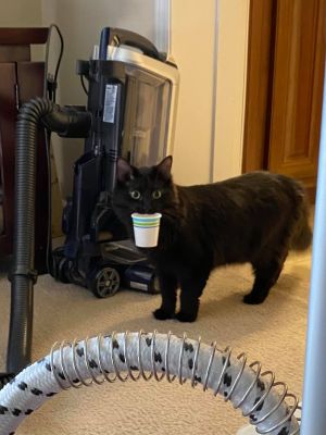 ▲這天薇琪收到清潔阿姨傳來的簡訊，表示黑貓叼著一空紙杯跑出來，笑問：「牠是不是口渴了？」。（圖／FB帳號Vicki Harbrucker）