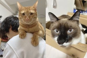 ▲推主家裡養了兩隻貓咪，分別是橘貓「Tora（とら）」與「Tanuki（たぬき）」，牠們都喜歡替「監督」奴才健身。（圖／twitter帳號tanukiandtora）