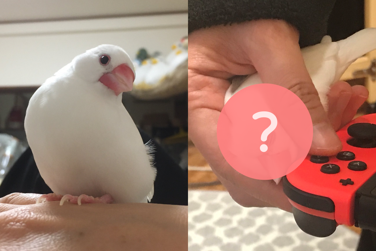 飼主打Game不理牠!文鳥趁「這手勢」艱難討摸 眾人驚呼