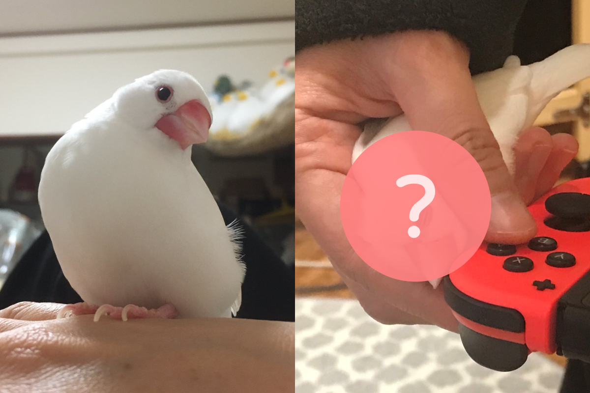 飼主打Game不理牠！文鳥趁「這手勢」艱難討摸　眾人驚呼
