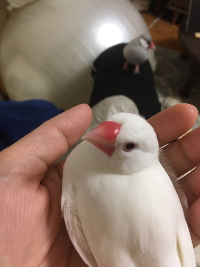 飼主打game不理牠 文鳥趁 這手勢 艱難討摸眾人驚呼 Beanfun