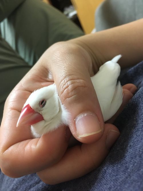 飼主打game不理牠 文鳥趁 這手勢 艱難討摸眾人驚呼 寵毛星球 新奇 Nownews今日新聞
