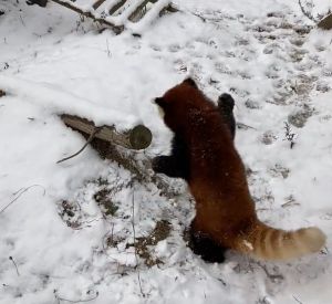 ▲小貓熊：我站起來了！！雪你怕不怕呀？（圖／Twitter：aki_safariland） 