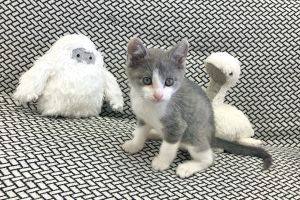 ▲推主家幾個月前收編了一隻灰白小貓「Kusuke」。（圖／twitter帳號sekonao）