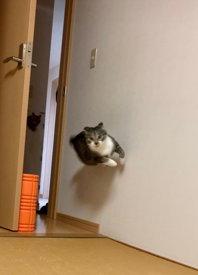 ▲金時：前方有罐罐！看我飛簷走壁過來！！（圖／Twitter：g31_vx）