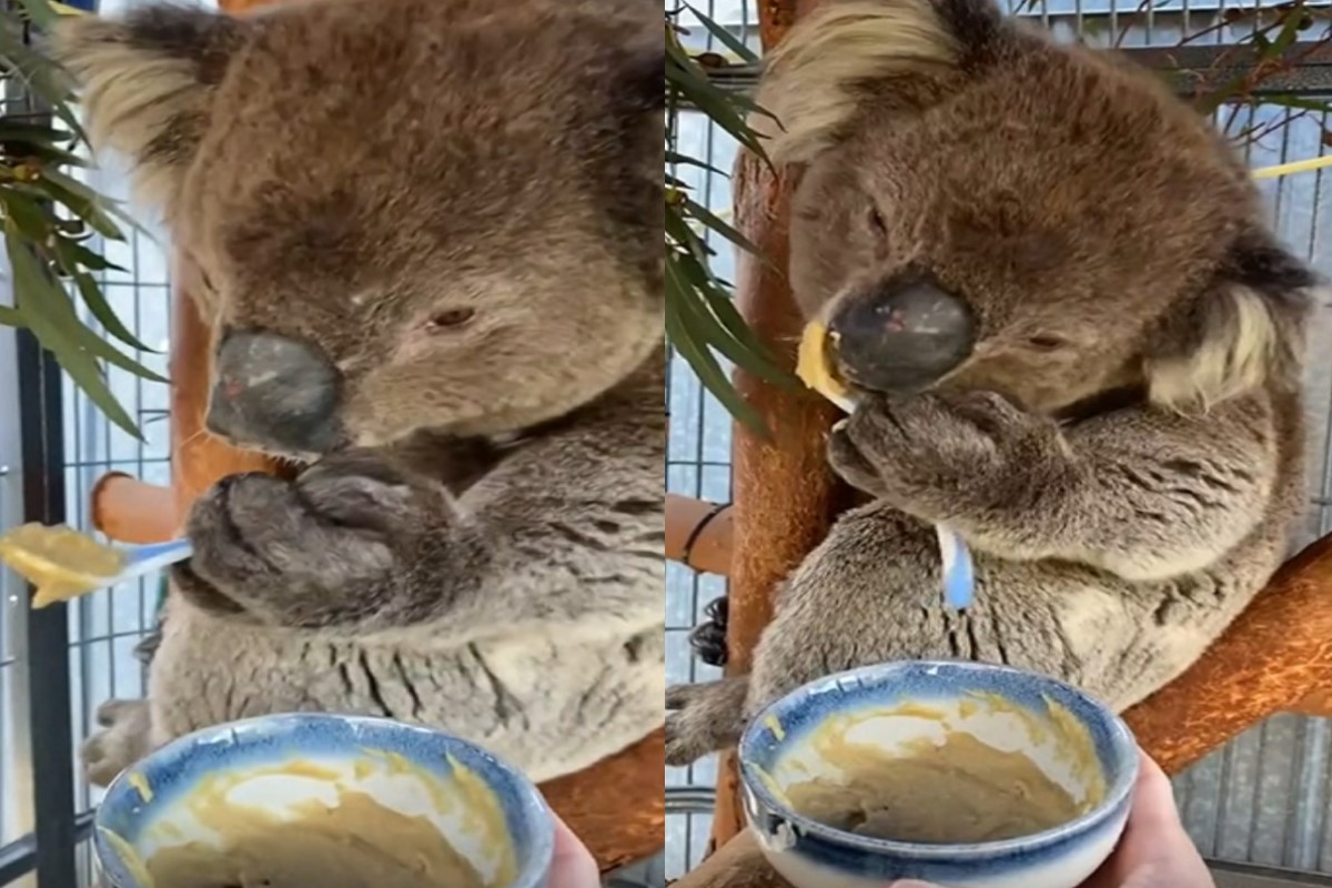 ▲澳洲一隻無尾熊自己拿湯匙吃飯！（圖／AP＋Storyful Ltd）