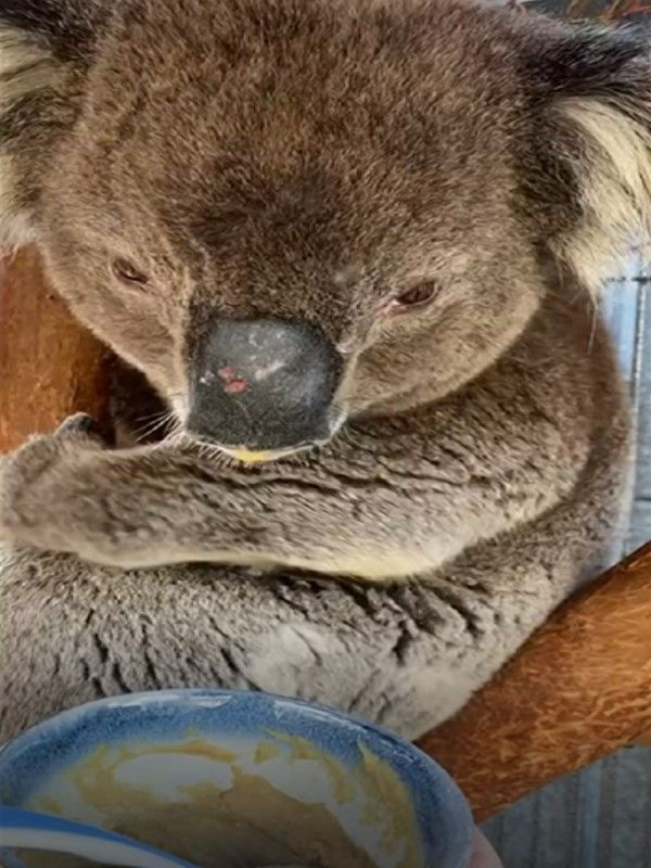 ▲這天保育員拿著碗飯準備餵食無尾熊「富蘭克林」。（圖／AP＋Storyful Ltd）