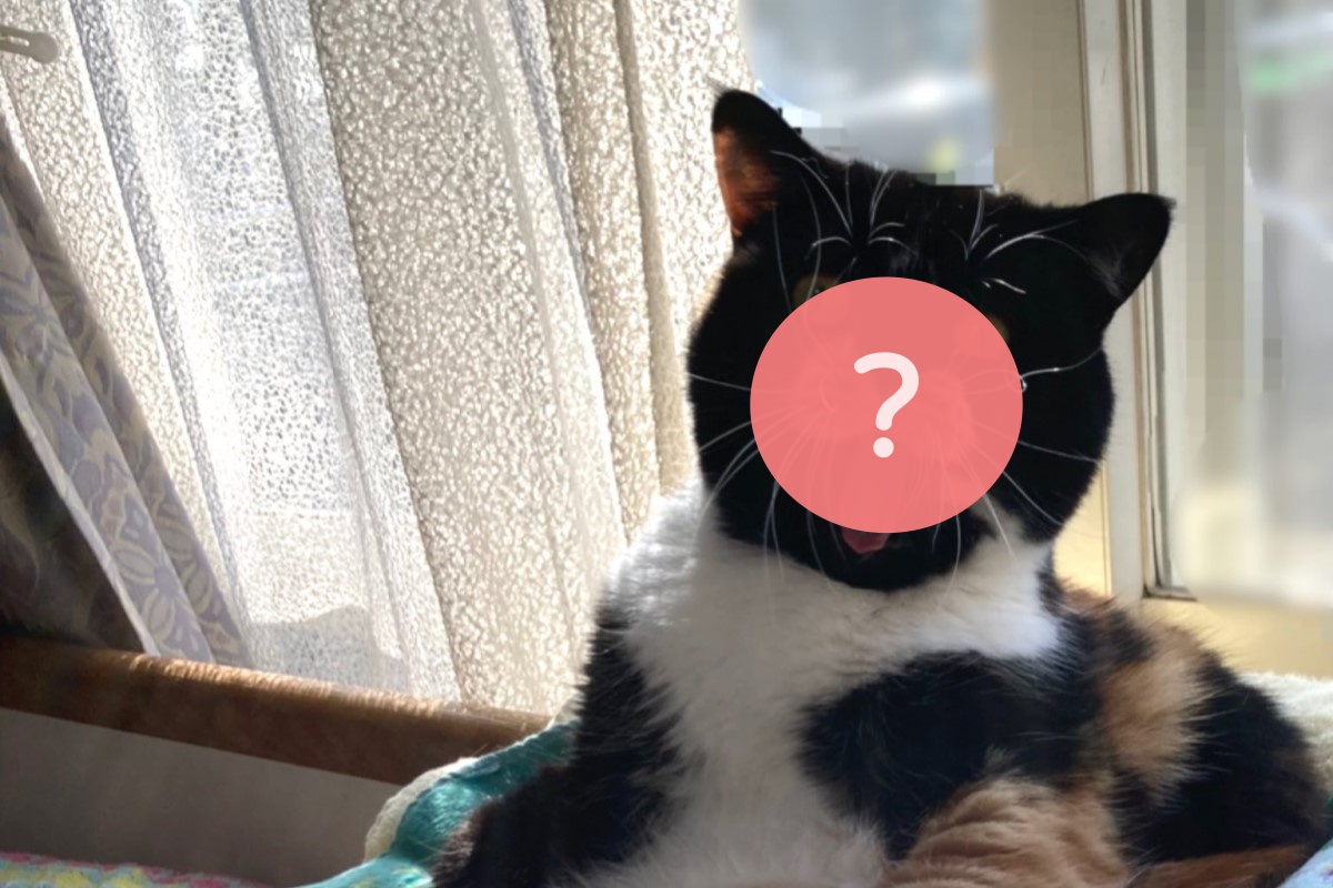 ▲日本的這隻貓臉蛋超逗趣，用5個圓圈和1個橢圓能畫出，網友笑：「像假的」。（圖／Twitter：konatsunekoneko） 