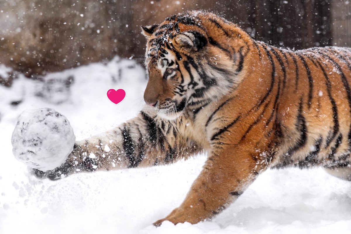 ▲日本旭山動物園一隻西伯利亞老虎日前正在開心地玩雪球。（圖／twitter帳號rikunow）