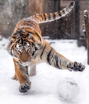 ▲推主Riku這天參觀旭山動物園時，看見老虎「くシンくん」正在開心地玩雪球。（圖／twitter帳號rikunow）