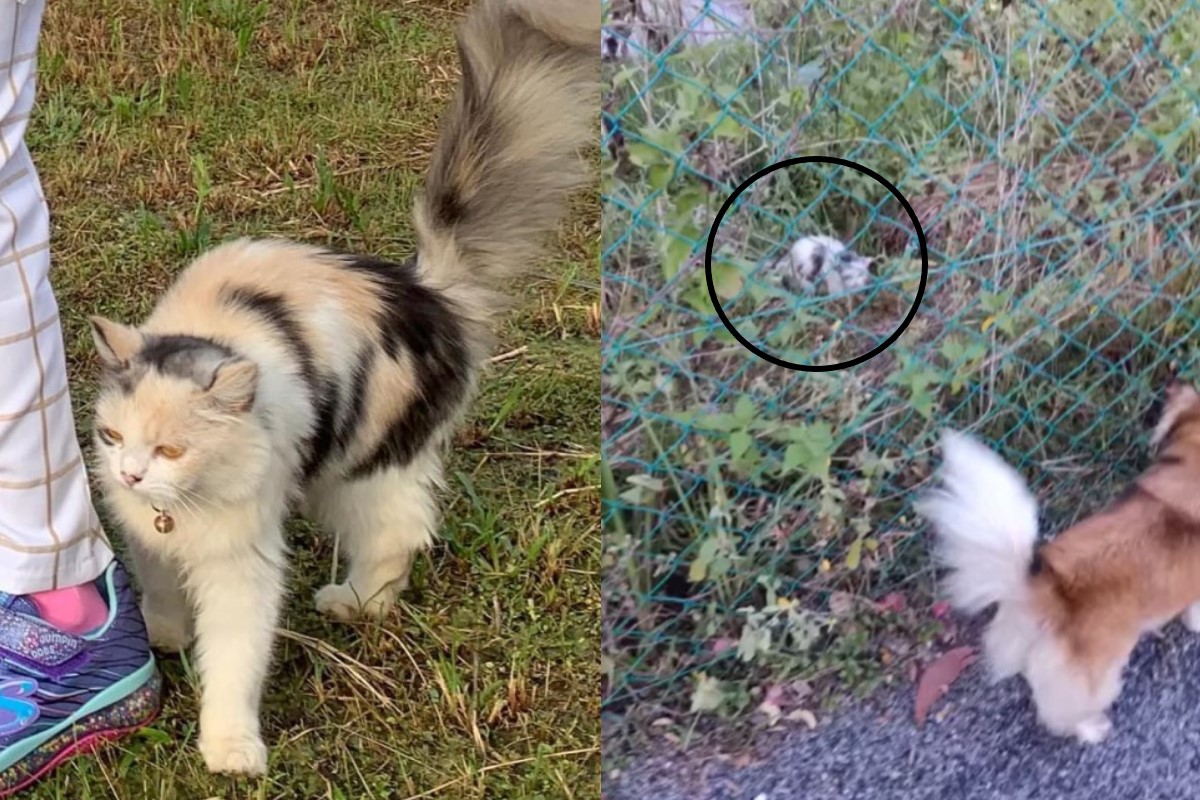 ▲馬來西亞一隻狗狗找到一隻走失的貓咪。（圖／FB帳號Zaheera Hamidi）