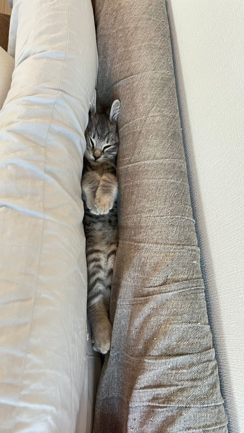 ▲沒錯！牠藏在枕頭與床板的中間！（圖／Twitter：wakadanna_coo）
