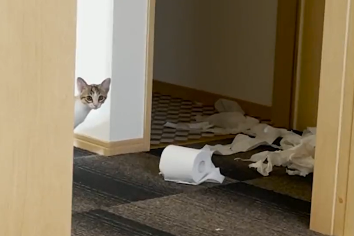 ▲推主回家見到衛生紙散落一地，貓被抓包後原地呆愣9秒，最後舉動超勇敢。（圖／Twitter：totomaru_hanmi） 