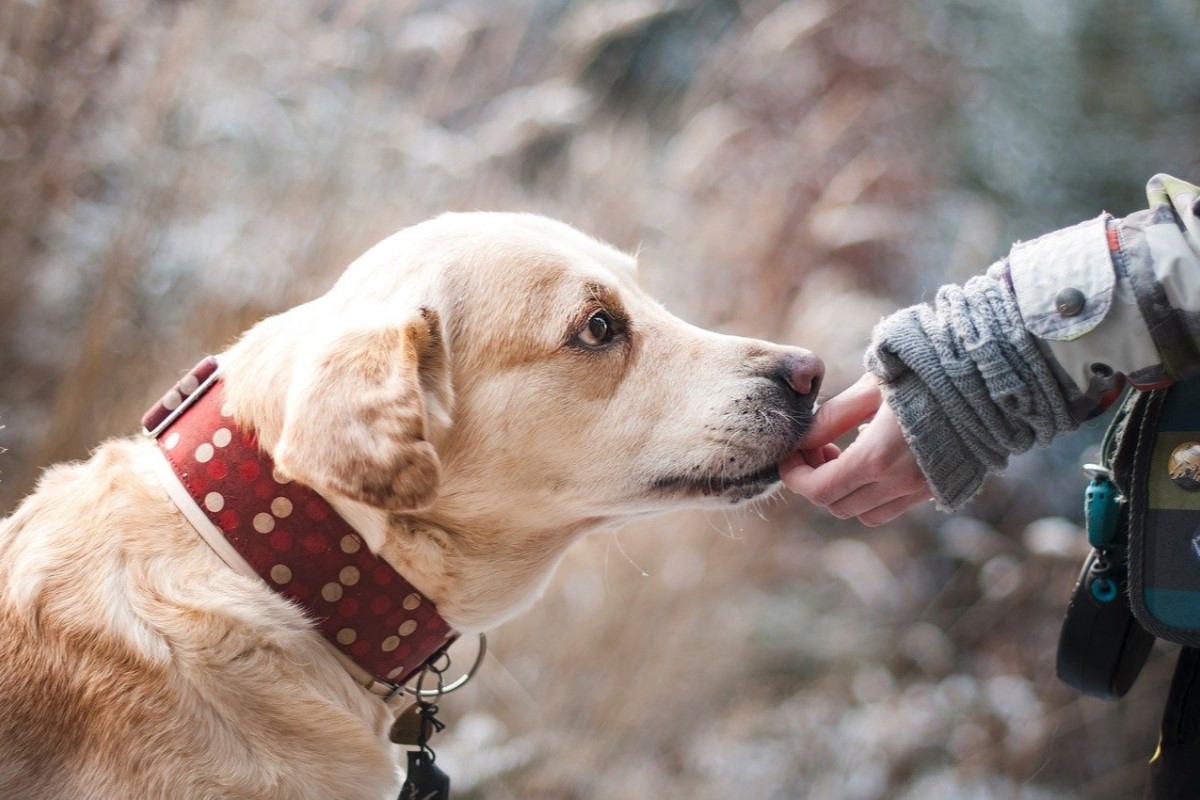 ▲癡呆飼主被迫與愛犬分離，善心律師團出手相助，最終一人依狗感動團圓。（示意圖／Pixabay） 