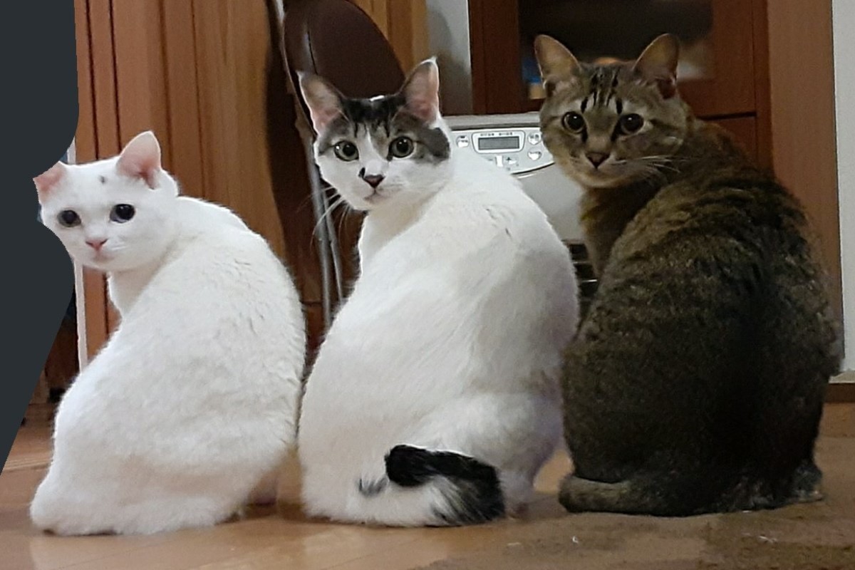 ▲日本一名飼主家的三隻貓咪排排站在暖爐前回瞪奴才。（圖／twitter帳號ADOTYA0123）