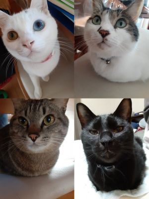 ▲推主家養了4隻貓咪，經常在推特上分享牠們的生活日常。（圖／twitter帳號ADOTYA0123）